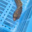 画像3: 《近海産海水魚》☆アミメウツボの極太個体（2Lサイズ)…ハンドコート採取