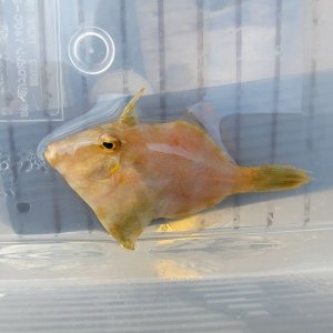 画像: 《近海産海水魚》ヨソギ(Sサイズ)画像の個体です…ハンドコート採取