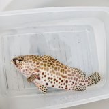 画像: 《近海産海水魚》カンモンハタ(Mサイズ)…当店ハンドコート採取