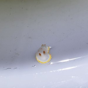画像: 《近海産海水魚》シラユキウミウシ（1匹）…当店ハンドコート採取