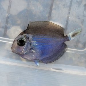 画像: 《近海産海水魚》ヒラニザ幼魚(画像の個体です)…当店ハンドコート採取