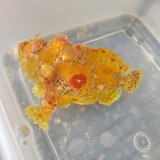 画像: 《近海産海水魚》ベニカエルアンコウ(画像の個体です)…ハンドコート採取