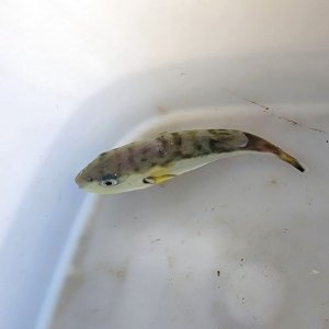 画像: 《近海産海水魚》シロサバフグ(Sサイズ)…ハンドコート採取