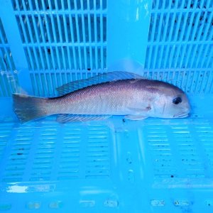 画像: 《近海産海水魚》激レア☆☆シロアマダイ（MLサイズ）…ハンドコート採取（画像の個体です）