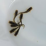 画像: 《近海産海水魚》ゴンズイ（10匹セット）…当店ハンドコート採取