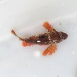 画像1: 《近海産海水魚》☆★危険生物★☆ハオコゼ(フリー個体)…ハンドコート採取