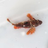 画像: 《近海産海水魚》ハオコゼ(フリー個体)…ハンドコート採取