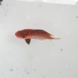 画像4: 《近海産海水魚》ホウセキキントキ幼魚(1匹)…ハンドコート採取