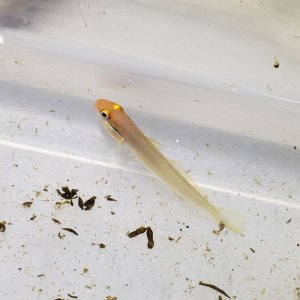 画像: 《近海産海水魚》アカハチハゼ　幼魚‥当店ハンドコート採取