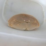 画像: 《近海産甲殻類》マルソデカラッパ（MLサイズのフリー個体）
