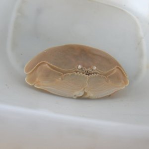 画像: 《近海産甲殻類》マルソデカラッパ（MLサイズのフリー個体）