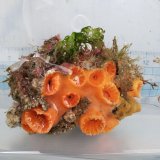 画像: 《近海産海洋生物》オオイボヤギ