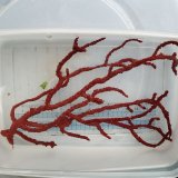 画像: 《近海産海洋生物》アカヤギの仲間 イエローポリプ