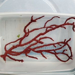 画像: 《近海産海洋生物》アカヤギの仲間 イエローポリプ