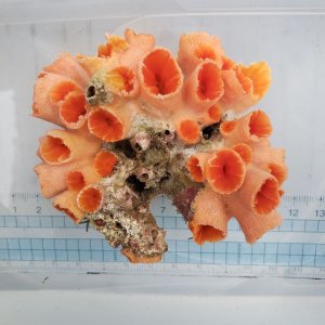画像: 《近海産海洋生物》オオエダキサンゴ（ポリプ衰退気味）