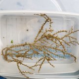画像: 《近海産海洋生物》センナリスナギンチャク