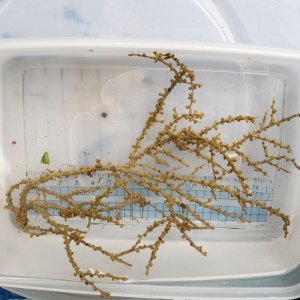 画像: 《近海産海洋生物》センナリスナギンチャク