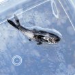 画像8: 《近海産海水魚》ツバメコノシロ(幼魚色)・・・ハンドコート採取