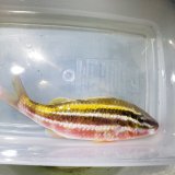 画像: 《近海産海水魚》ミナベヒメジ（Mサイズ）・・ハンドコート採取