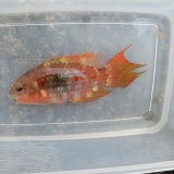 画像: 《近海産海水魚》☆タコベラ（画像の個体です）…ハンドコート採取