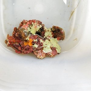 画像: 《近海産海洋生物》LWL（石灰藻活着）…ハンドコート採取