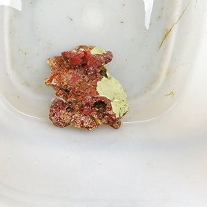 画像: 《近海産海洋生物》LWL（石灰藻活着）…ハンドコート採取