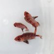 画像5: 《近海産海水魚》ホウセキキントキ幼魚(1匹)…ハンドコート採取