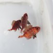 画像3: 《近海産海水魚》ホウセキキントキ幼魚(1匹)…ハンドコート採取