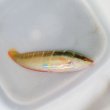 画像6: 《近海産海水魚》【珍】スジベラ（初入荷）…ハンドコート採取