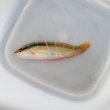 画像3: 《近海産海水魚》【珍】スジベラ（初入荷）…ハンドコート採取