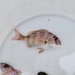 画像3: 《近海産海水魚》マダイ(Sサイズ)1匹（天然物）…ハンドコート採取