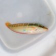 画像4: 《近海産海水魚》【珍】スジベラ（初入荷）…ハンドコート採取