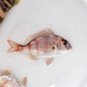 画像: 《近海産海水魚》マダイ(Sサイズ)1匹（天然物）…ハンドコート採取