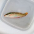 画像1: 《近海産海水魚》【珍】スジベラ（初入荷）…ハンドコート採取