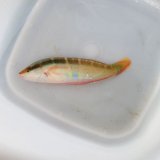 画像: 《近海産海水魚》【珍】スジベラ（初入荷）…ハンドコート採取