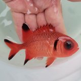 画像: 《近海産海水魚》【珍】ウロコマツカサ　M…ハンドコート採取