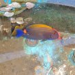 画像1: 《近海産海水魚》ニセカンランハギ（Lサイズ）…3か月間海上生け簀で養育した個体です！