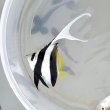 画像1: 《近海産海水魚》【ウルトラレア】ハタタテダイ幼魚（背鰭第4棘ダブルフィン）個体・・・当店ハンドコート個体