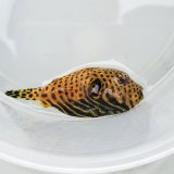 画像: 《近海産海水魚》モヨウフグ(SSサイズ)黄色…ハンドコート採取