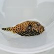 画像6: 《近海産海水魚》モヨウフグ(SSサイズ)黄色…ハンドコート採取