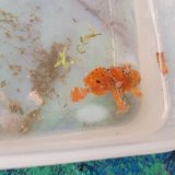 画像: 《近海産海水魚》【激レアサイズ】オオモンカエルアンコウ幼魚（赤系）…ハンドコート採取