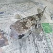 画像6: 《近海産海水魚》☆★イシガキフグ（28〜30）…ハンドコート採取