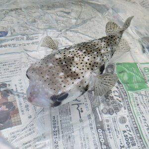 画像: 《近海産海水魚》☆★イシガキフグ（28〜30）…ハンドコート採取