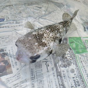 画像: 《近海産海水魚》☆★イシガキフグ(2Lサイズのフリー個体)特殊梱包…ハンドコート採取