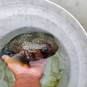 画像: 《近海産海水魚》ネズミフグ(Lサイズ)画像の個体です…ハンドコート採取