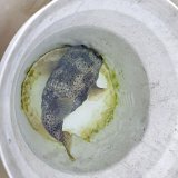 画像: 《近海産海水魚》ネズミフグ(MLサイズ)…ハンドコート採取
