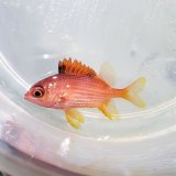 画像: 《近海産》トガリエビス幼魚(珍入荷)…当店ハンドコート採取