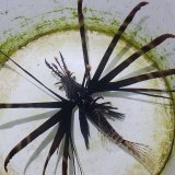 画像: 《近海産海水魚》ハナミノカサゴ　黒系　(SMサイズのフリー個体)…当店ハンドコート採取　