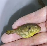 画像: 《近海産海水魚》ワモンフグ 幼魚…ハンドコート採取