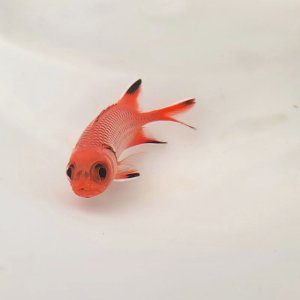 画像: 《近海産海水魚》【珍】ウロコマツカサ(Sサイズ)…ハンドコート採取